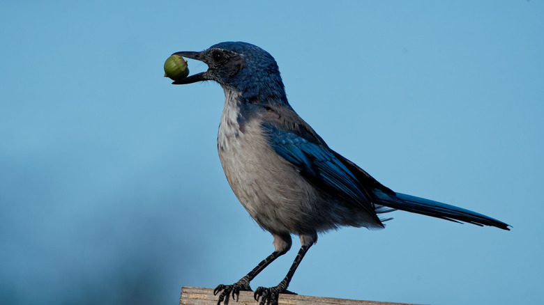 What Birds and CPUs Have in Common ?